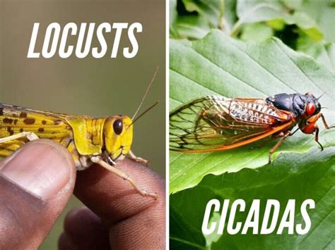 cicadas vs locusts